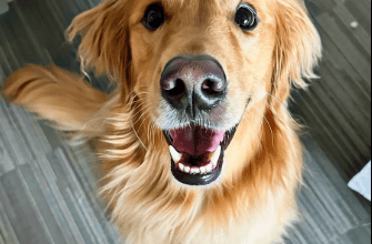 Aguyandagolden Net Worth