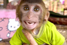 Bibi the Monkey Net Worth 2020