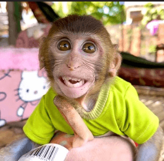 Bibi the Monkey Net Worth 2020